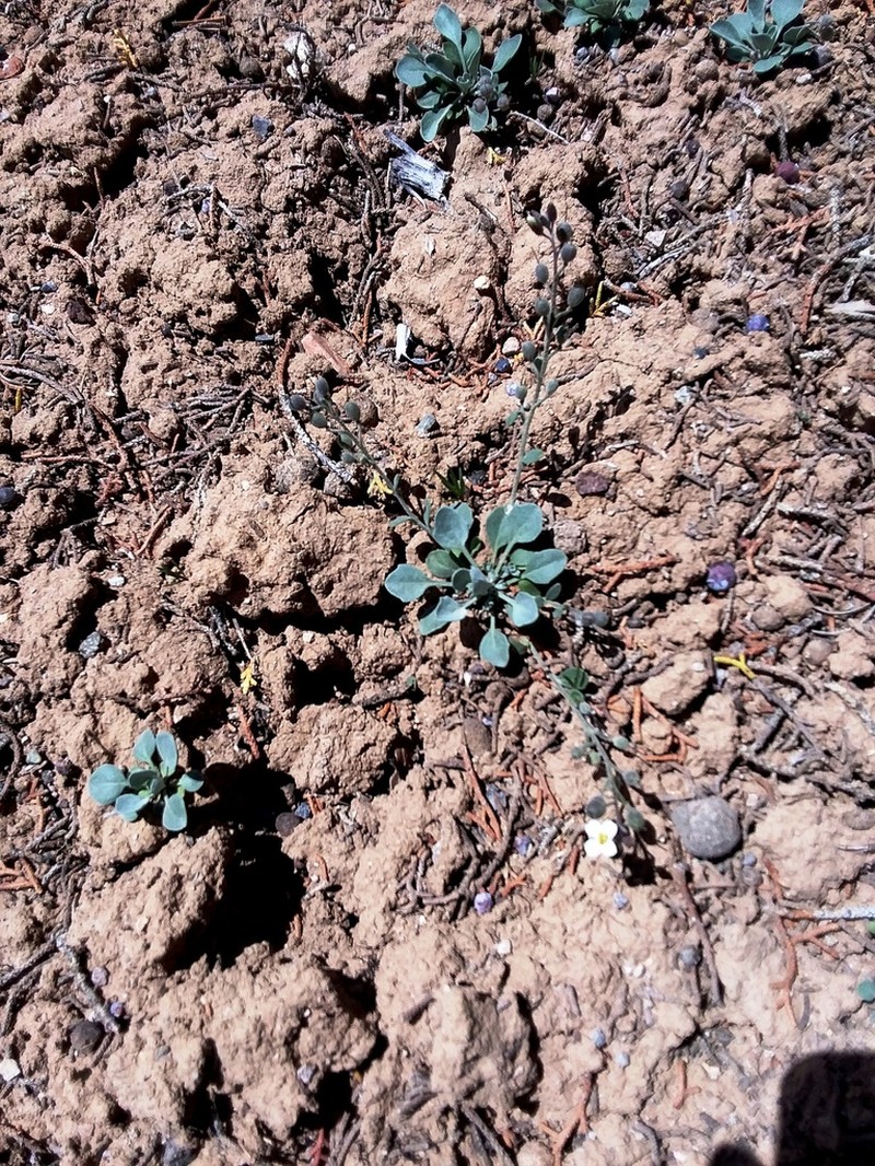 Uncompahgre Bladderpod photo 4