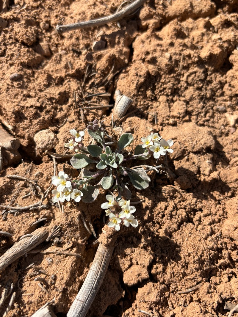 Uncompahgre Bladderpod photo 5