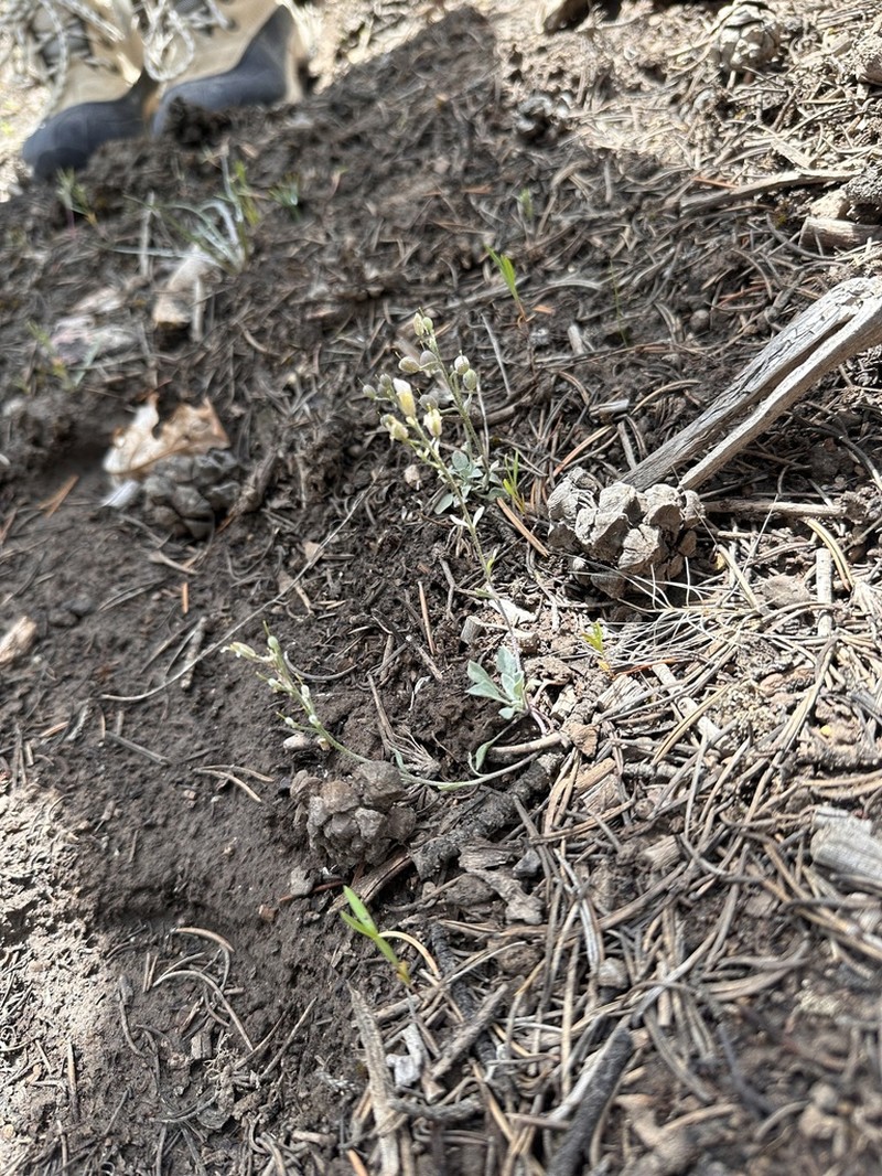 Uncompahgre Bladderpod photo 6
