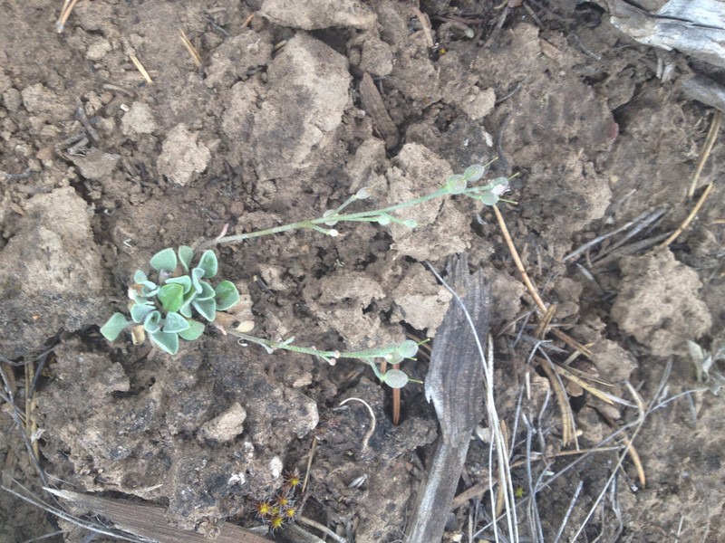 Uncompahgre Bladderpod photo 7