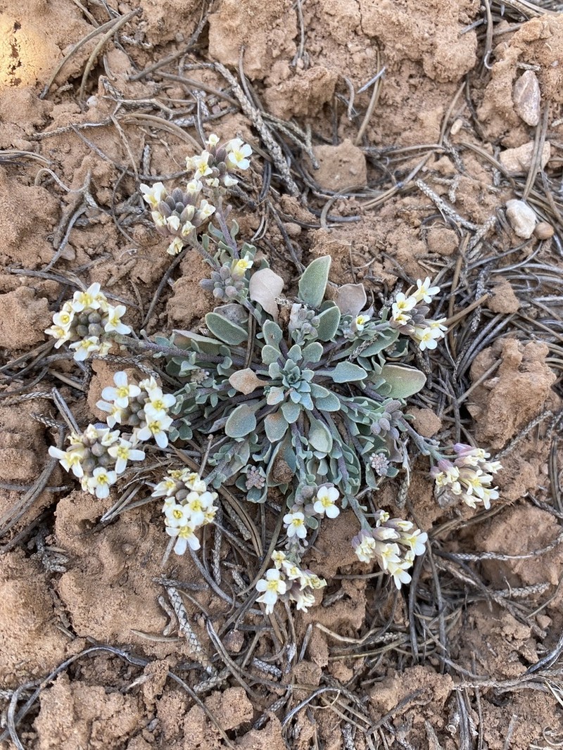 Uncompahgre Bladderpod photo 8