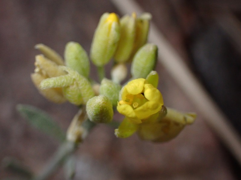 Roundtip Twinpod
