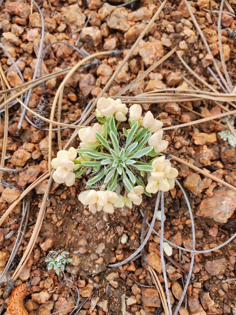Roundtip Twinpod photo 2