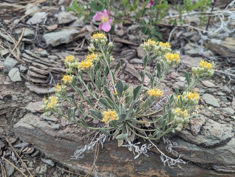 Roundtip Twinpod photo 4