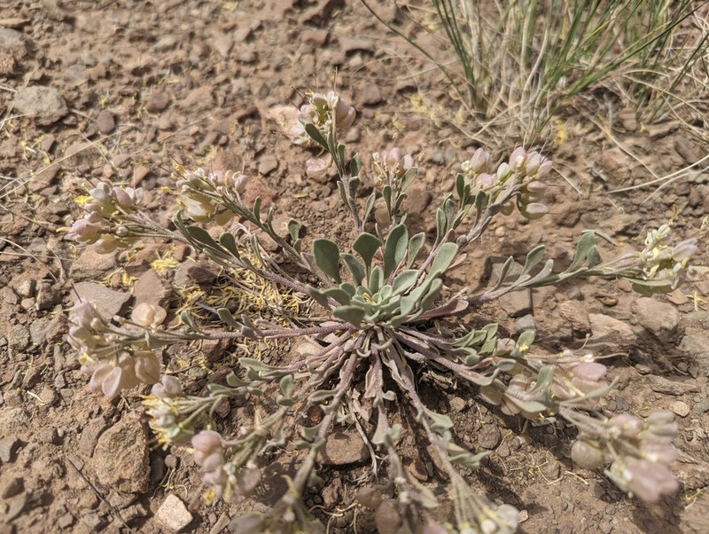 Roundtip Twinpod photo 5