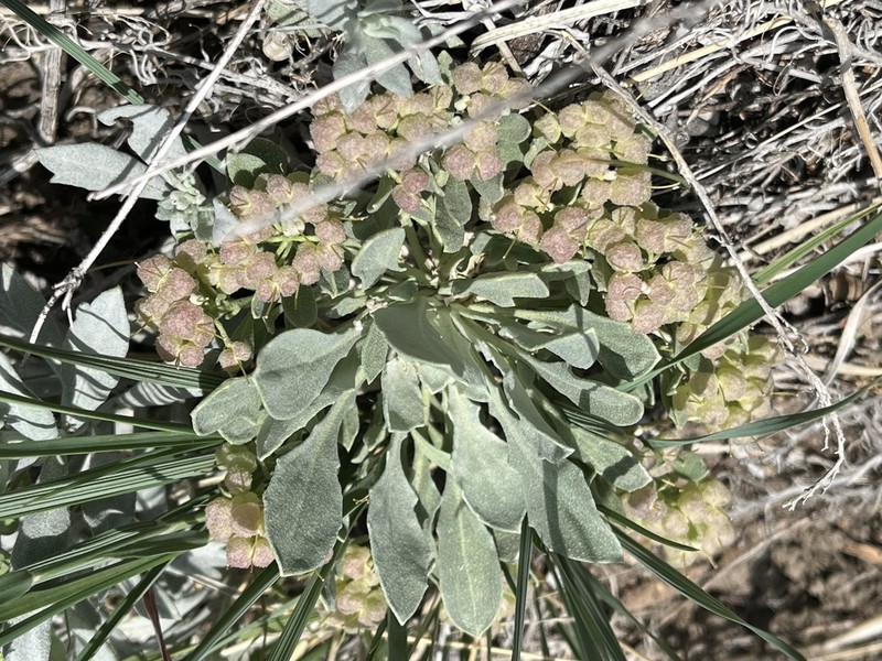 Roundtip Twinpod photo 7