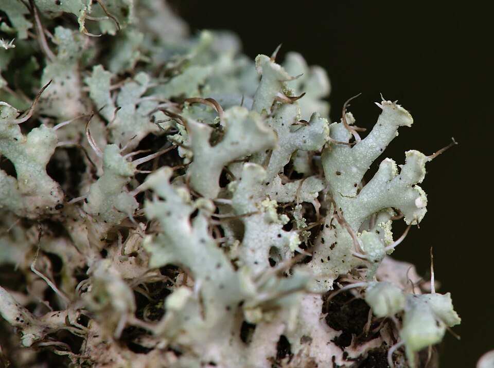 Rosette Lichen photo 6