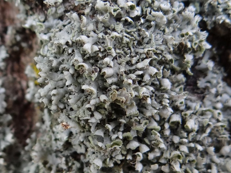 Rosette Lichen