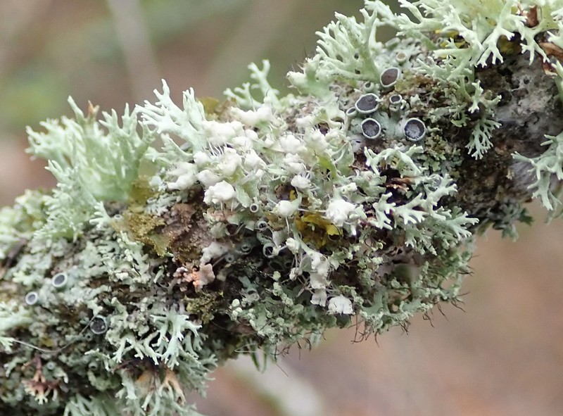Rosette Lichen photo 3