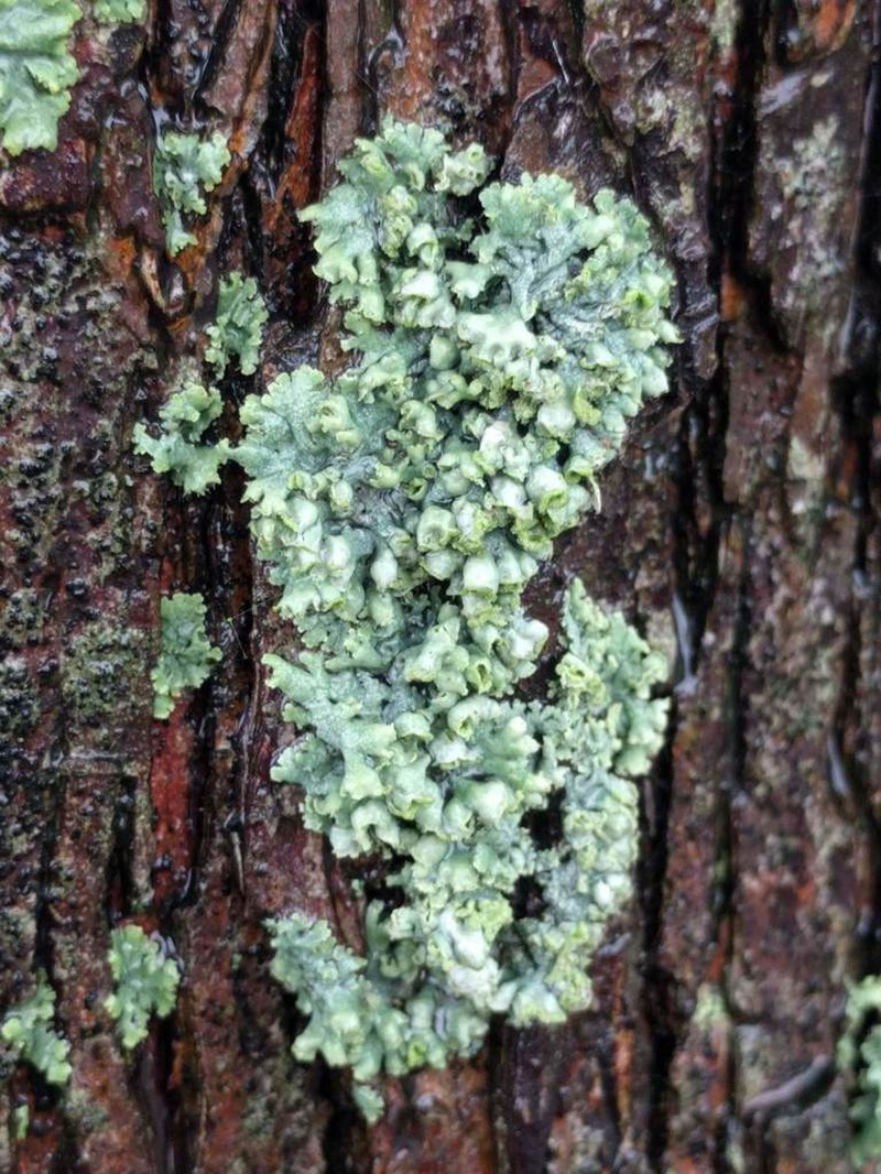 Rosette Lichen photo 4