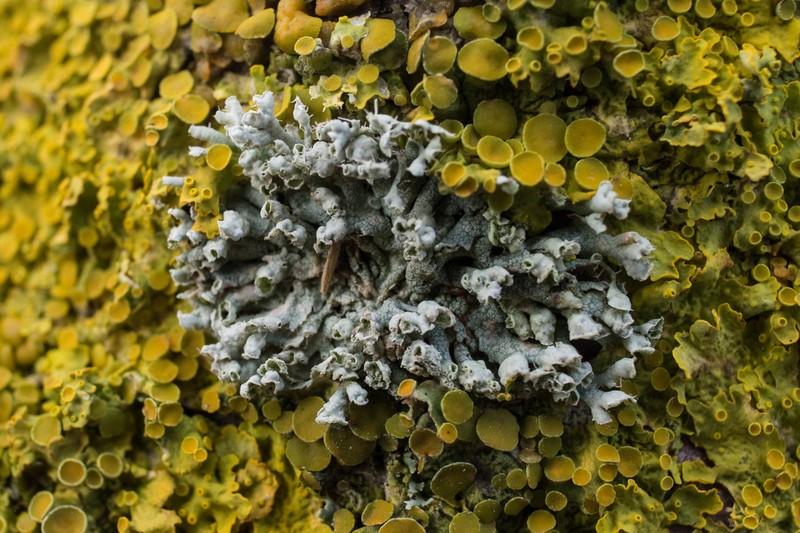Rosette Lichen photo 5