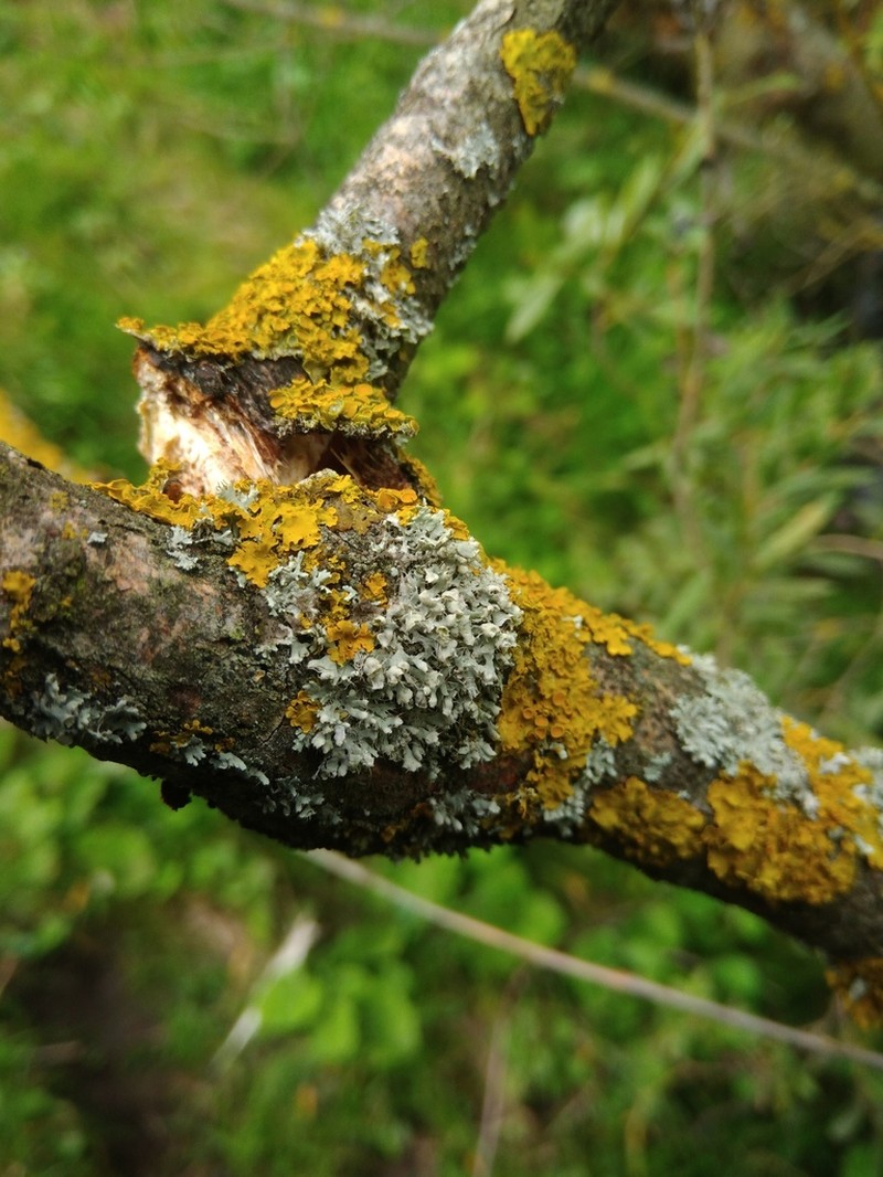Rosette Lichen photo 6