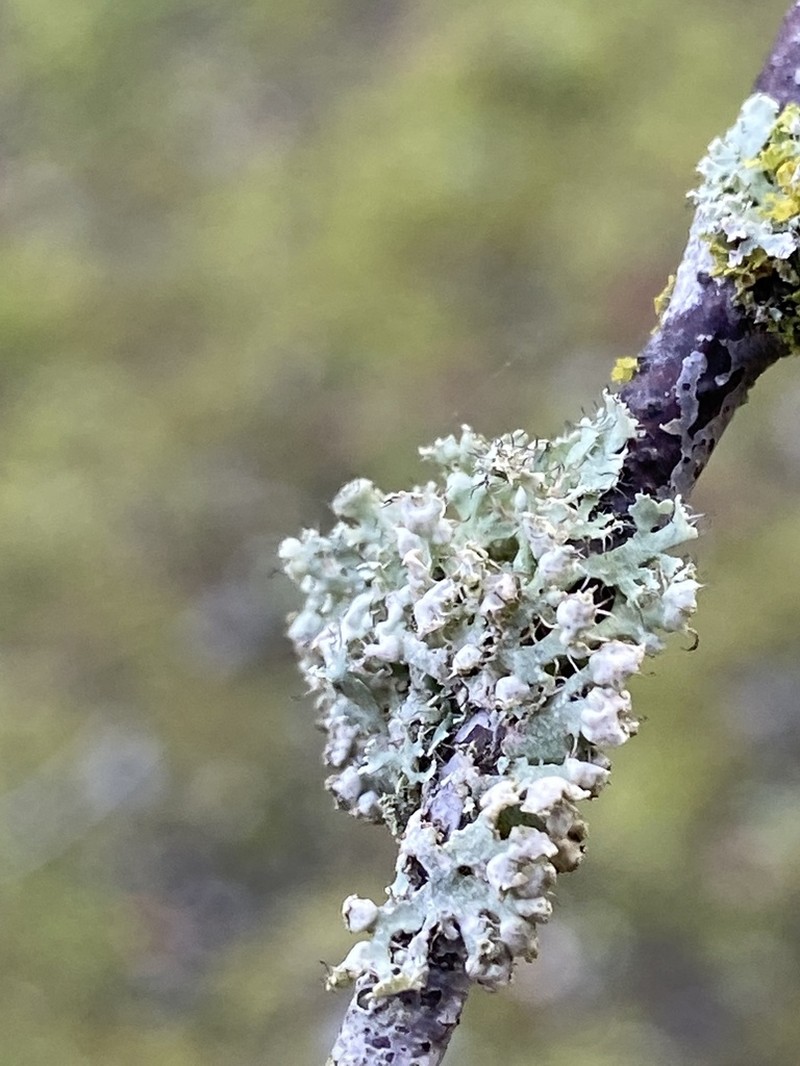 Rosette Lichen photo 7