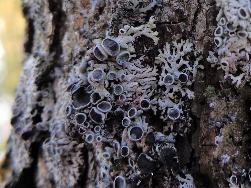 Rosette Lichen photo 3
