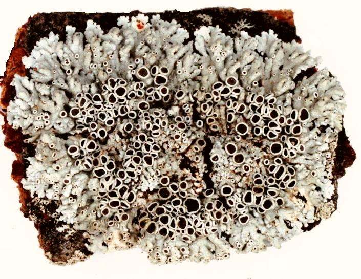 Rosette Lichen