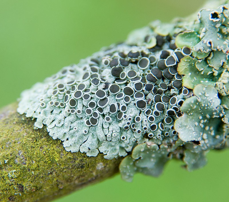 Rosette Lichen photo 4
