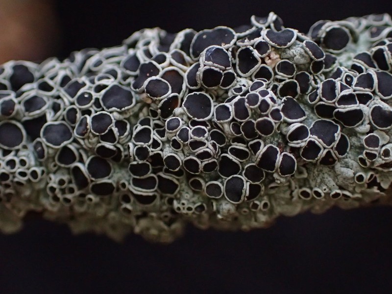 Rosette Lichen photo 5