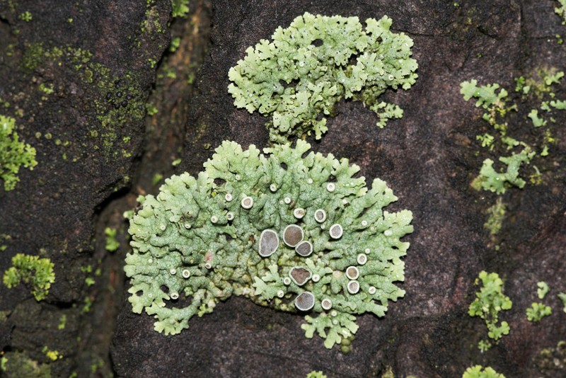Rosette Lichen photo 6