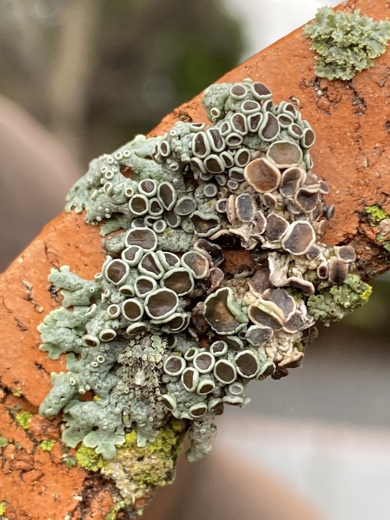 Rosette Lichen photo 7