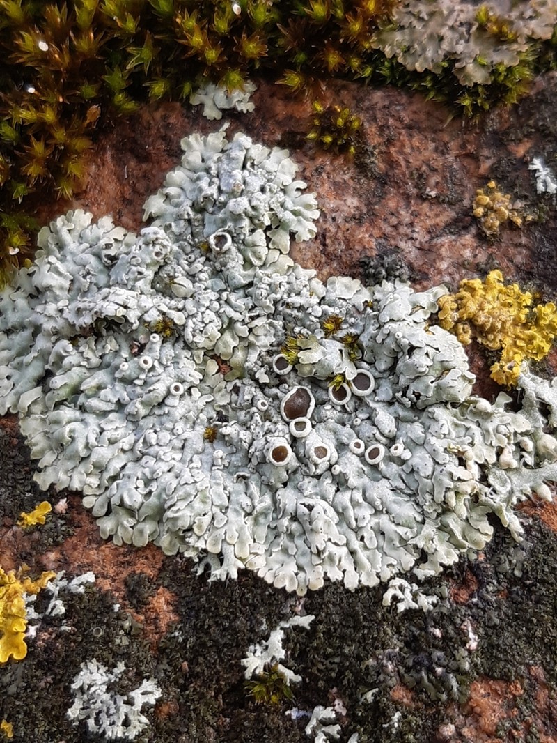 Rosette Lichen