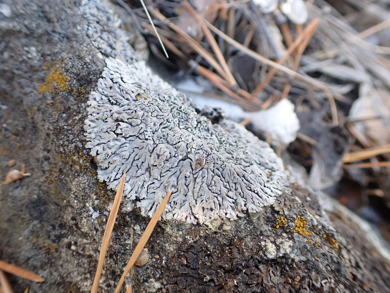 Rosette Lichen photo 4