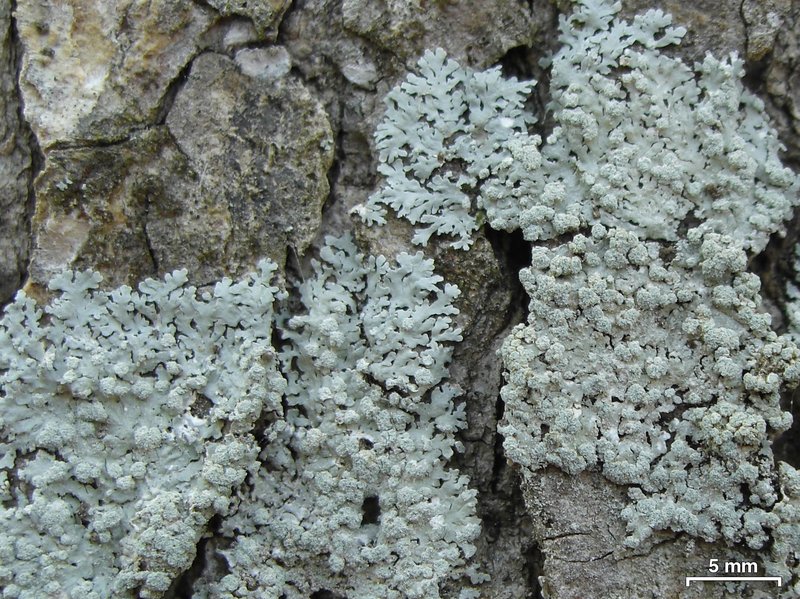 American Rosette Lichen