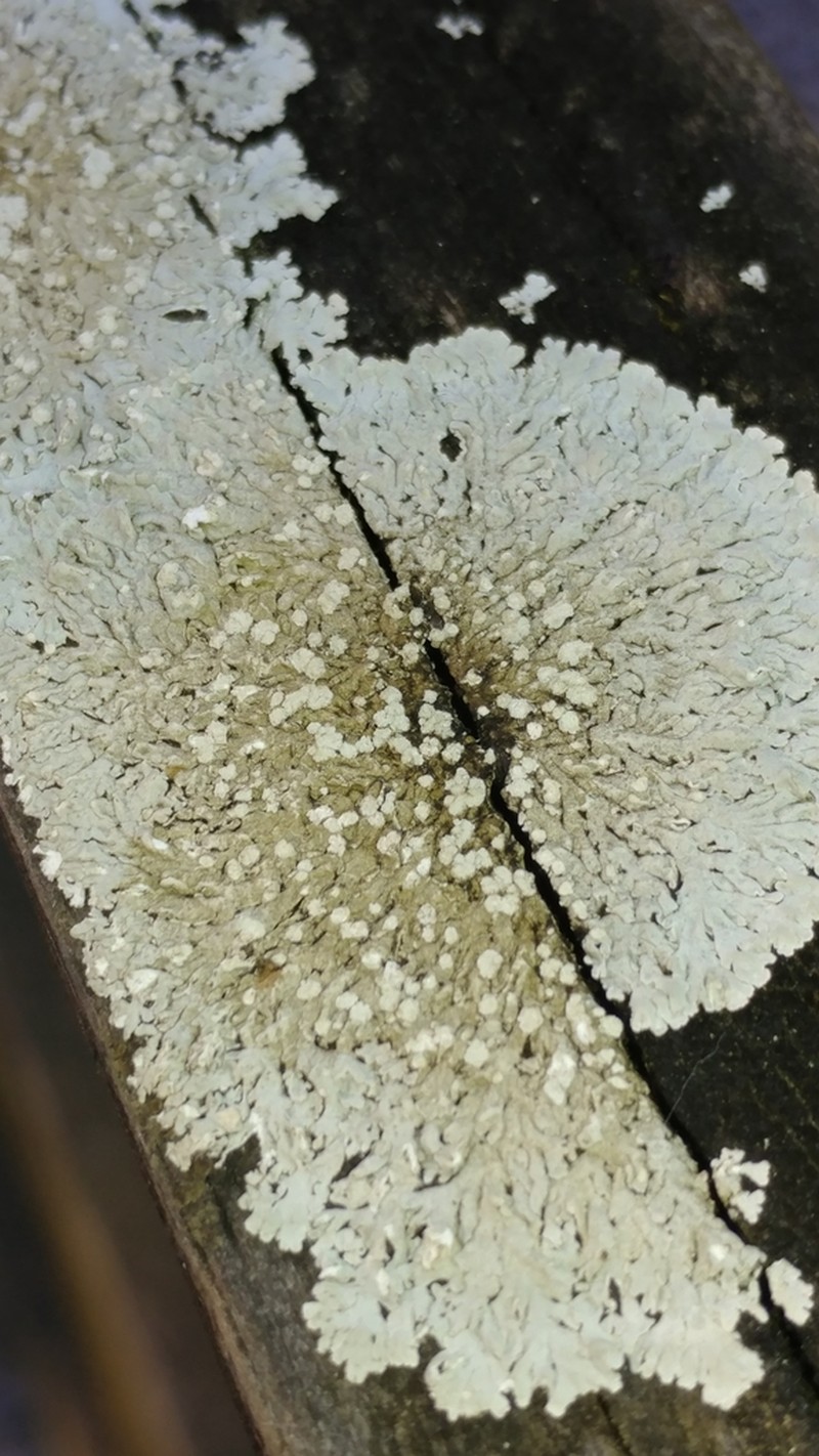 American Rosette Lichen