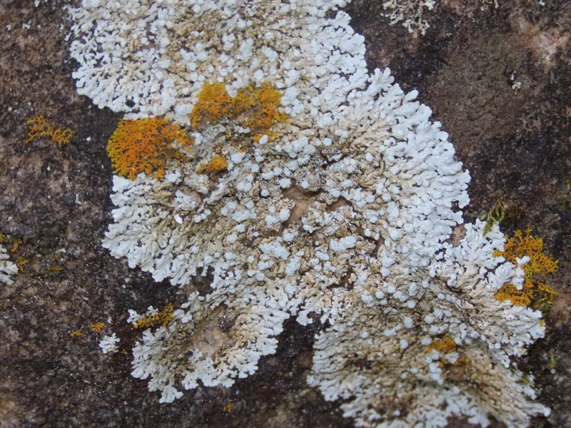 American Rosette Lichen photo 2
