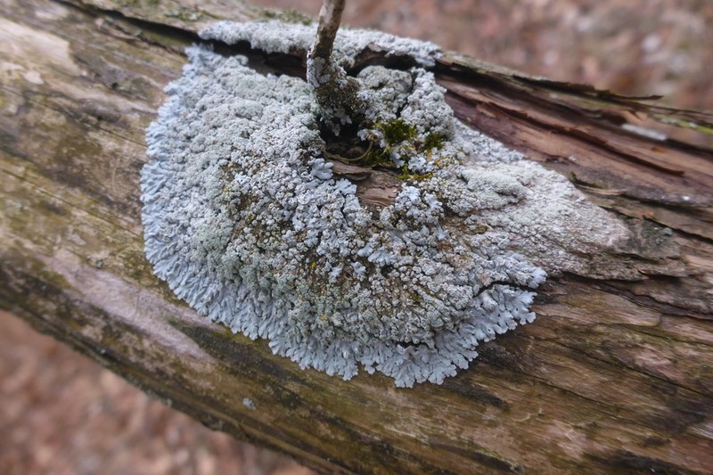 American Rosette Lichen photo 3