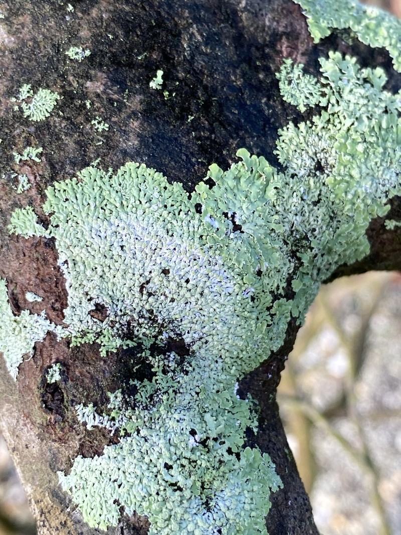 American Rosette Lichen photo 4
