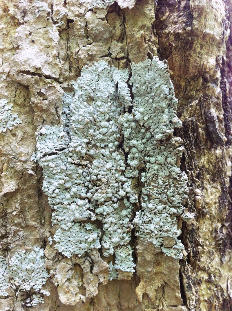 American Rosette Lichen photo 5