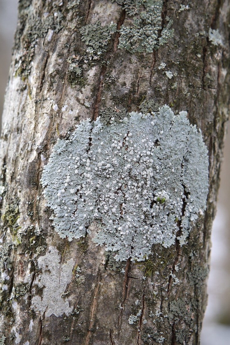 American Rosette Lichen photo 6