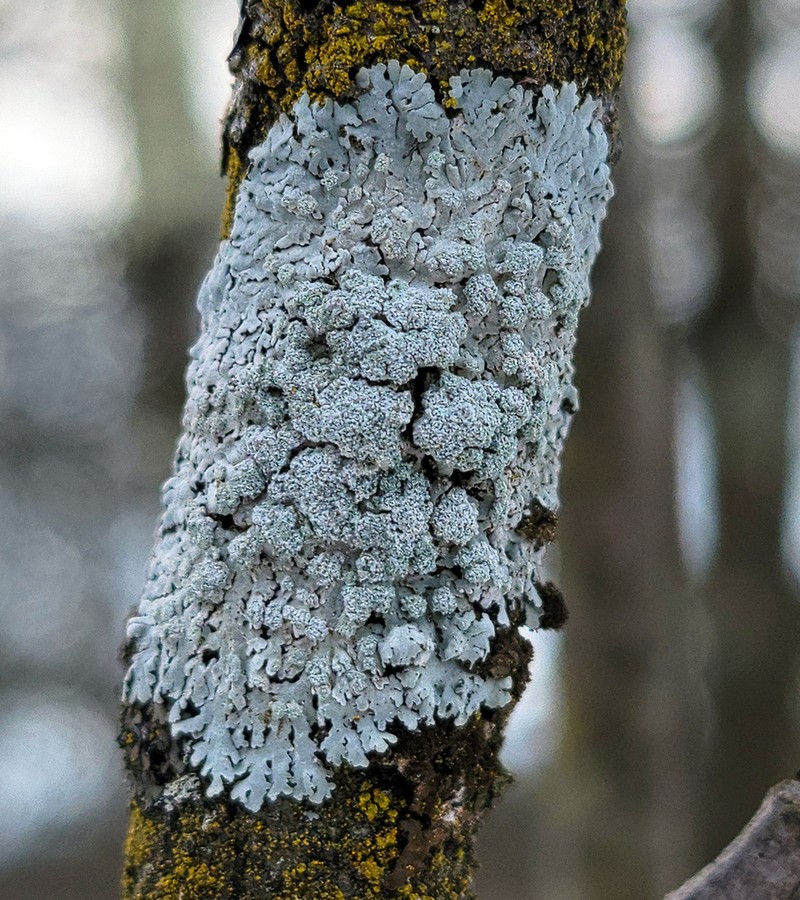 American Rosette Lichen photo 7