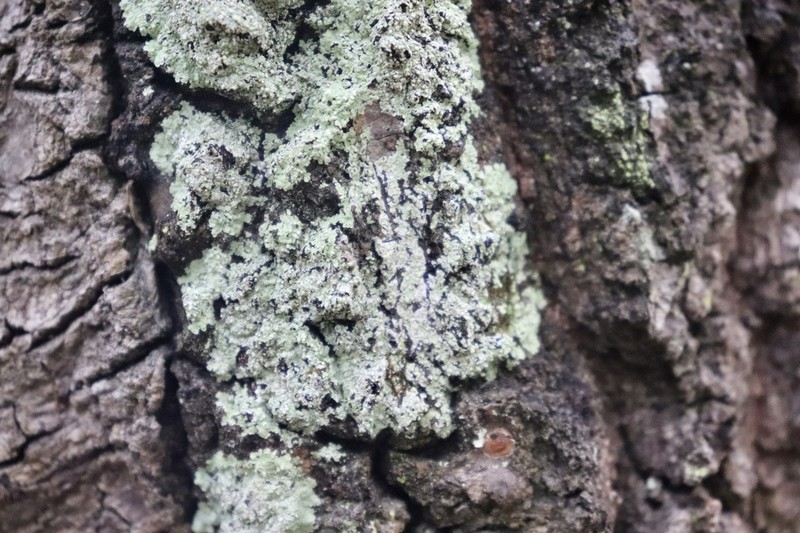 American Rosette Lichen photo 8