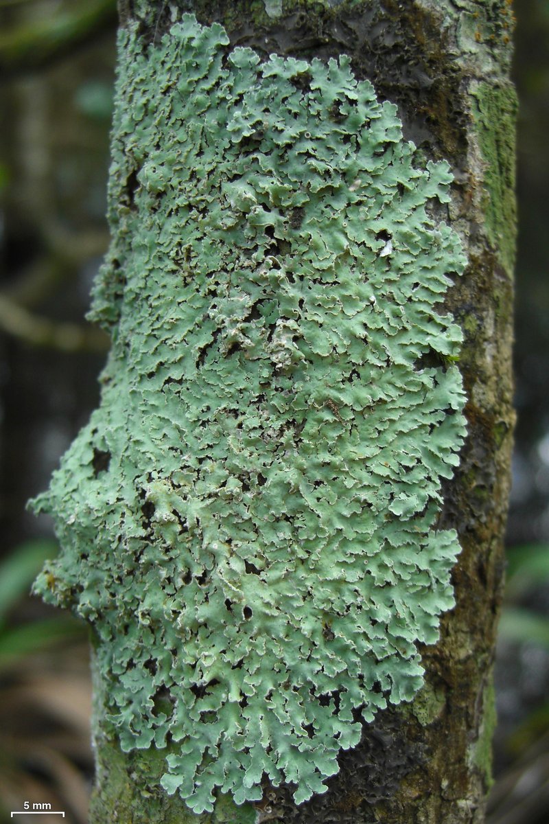 Physcia atrostriata