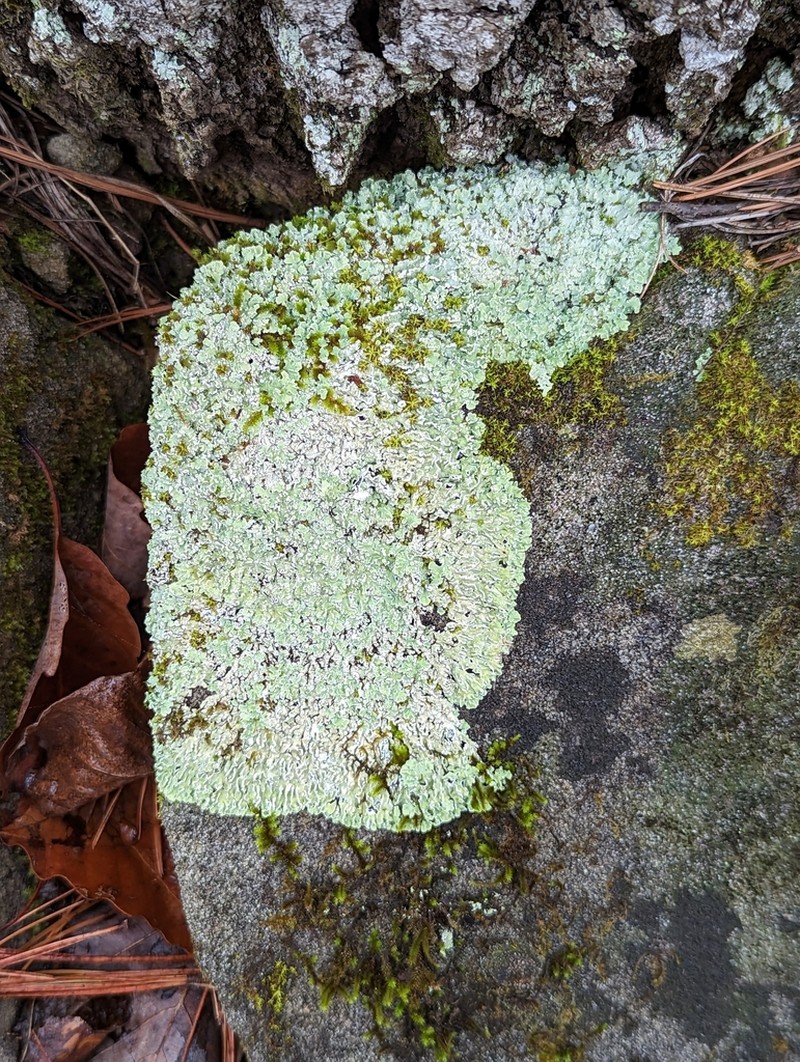 Physcia atrostriata