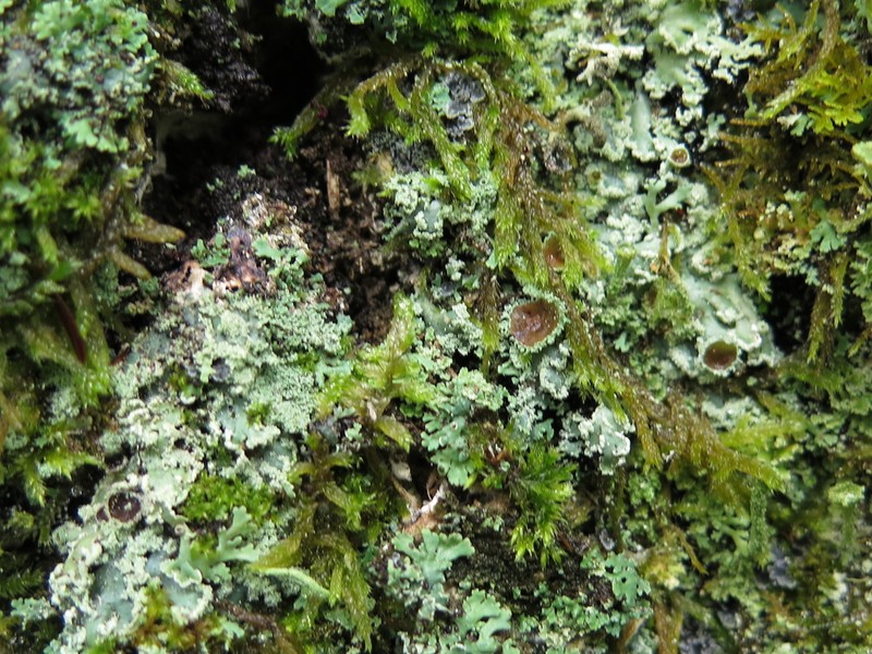 Physcia atrostriata photo 2