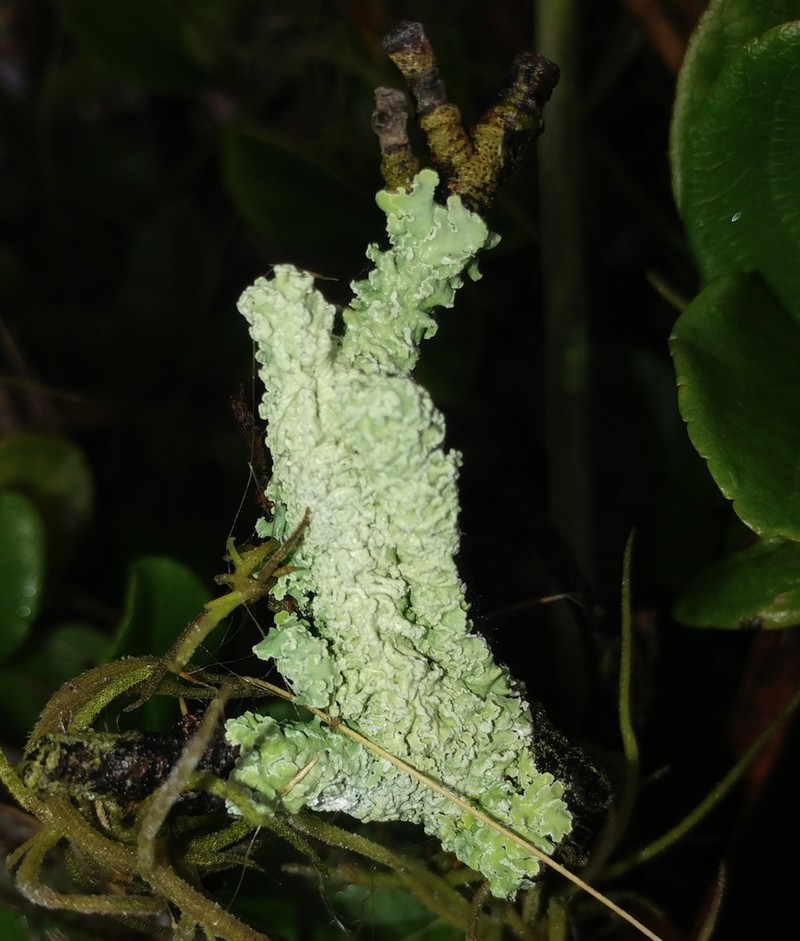 Physcia atrostriata photo 3