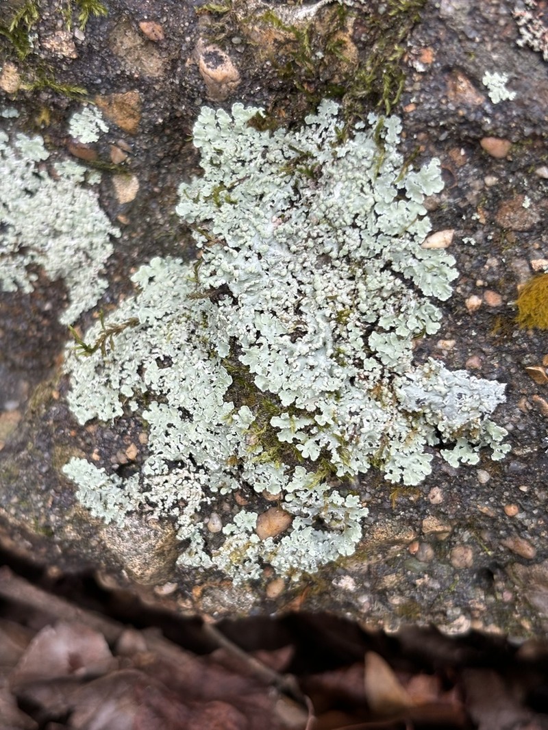 Physcia atrostriata photo 4