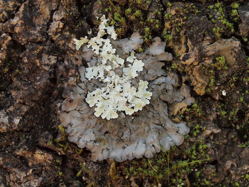 Physcia atrostriata photo 5