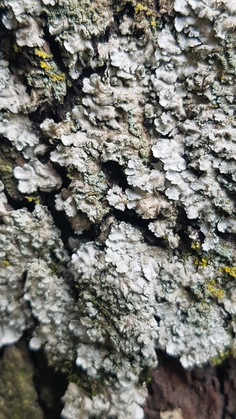 Physcia atrostriata photo 6