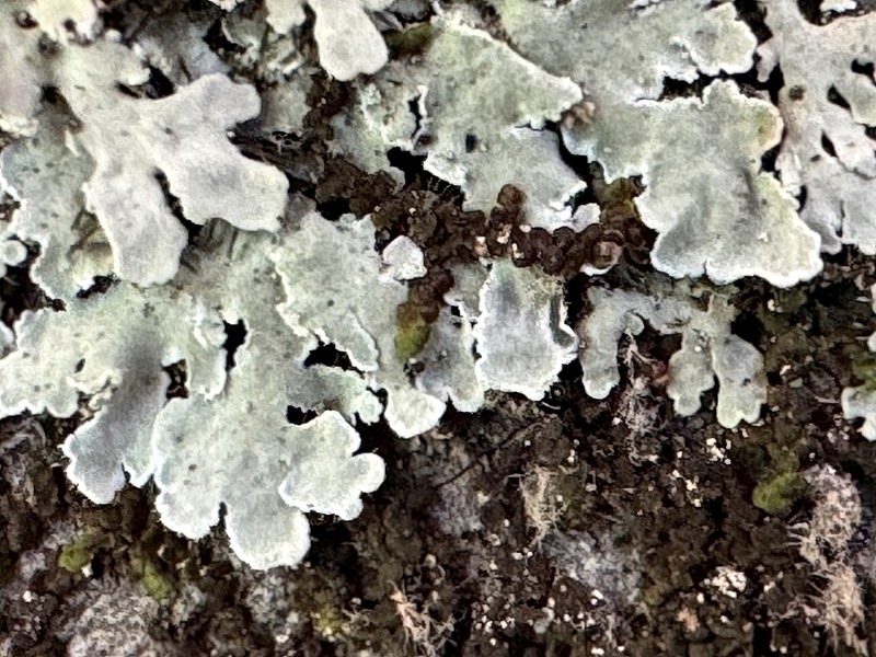 Physcia atrostriata photo 7