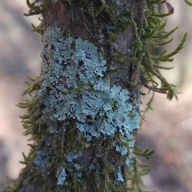 Physcia atrostriata photo 8