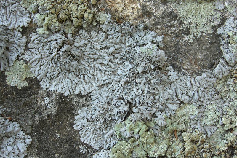 Rosette Lichen