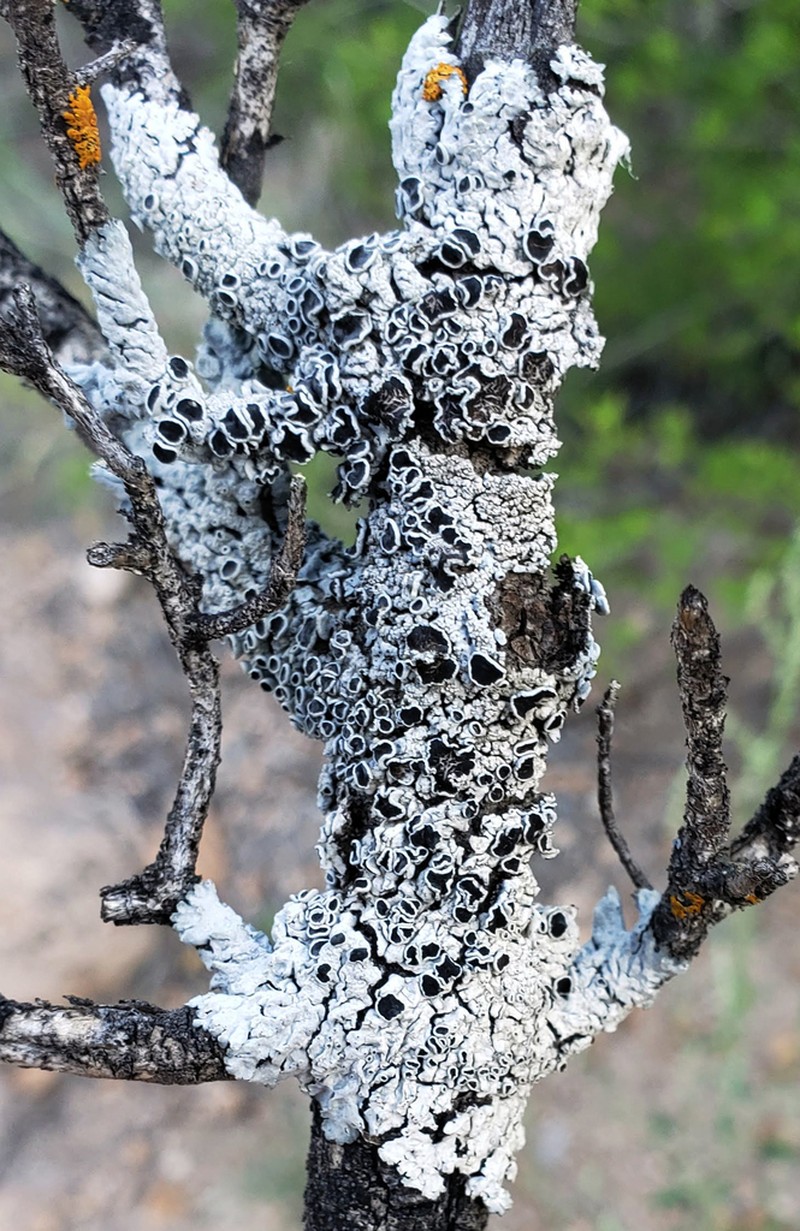 Rosette Lichen