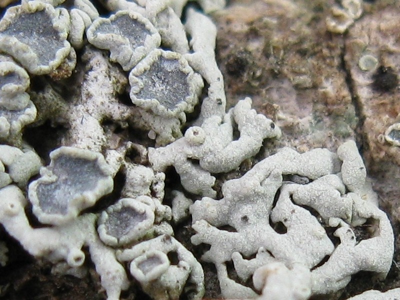 Rosette Lichen photo 2