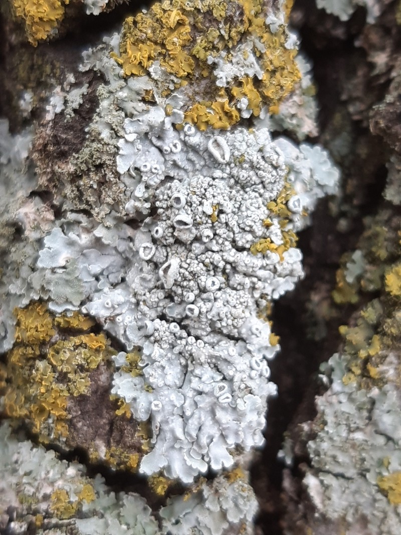 Rosette Lichen photo 3
