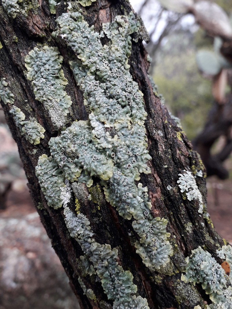 Rosette Lichen photo 4