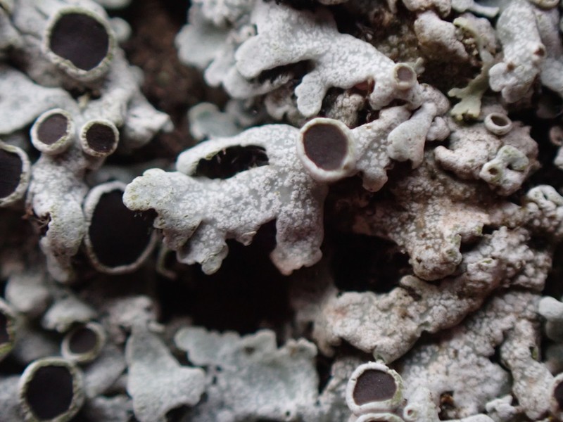 Rosette Lichen photo 5