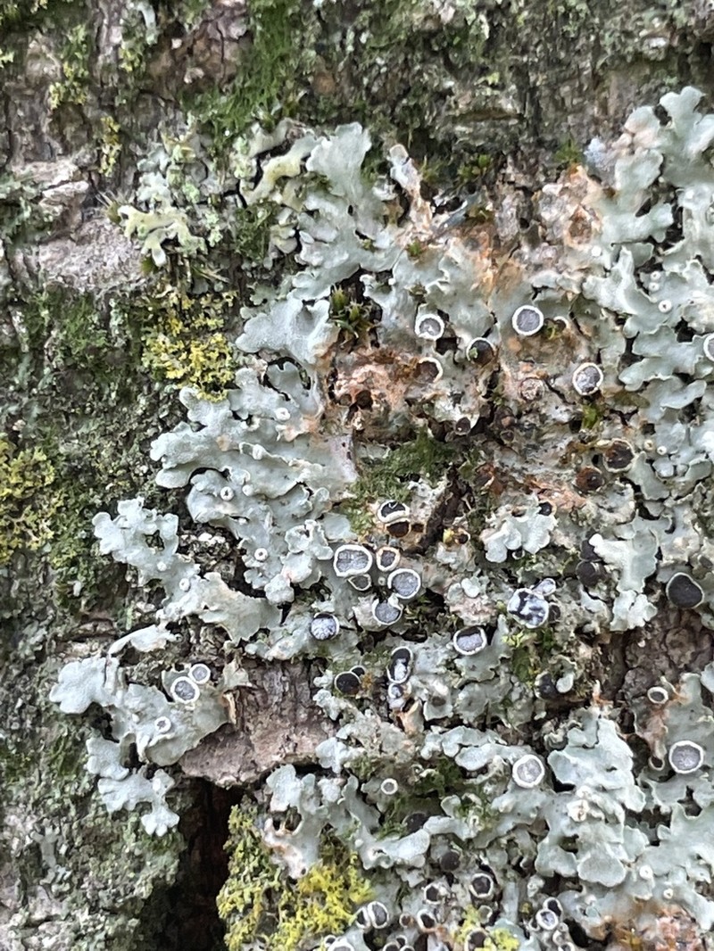 Rosette Lichen photo 6